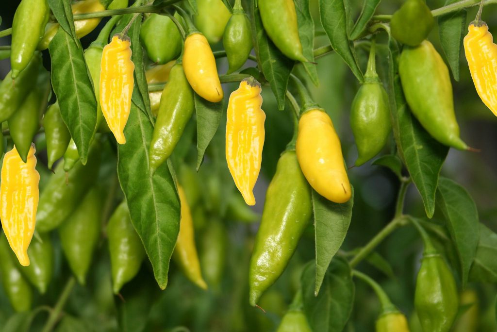 Everything You Wanted To Know About Lemon Drop Pepper