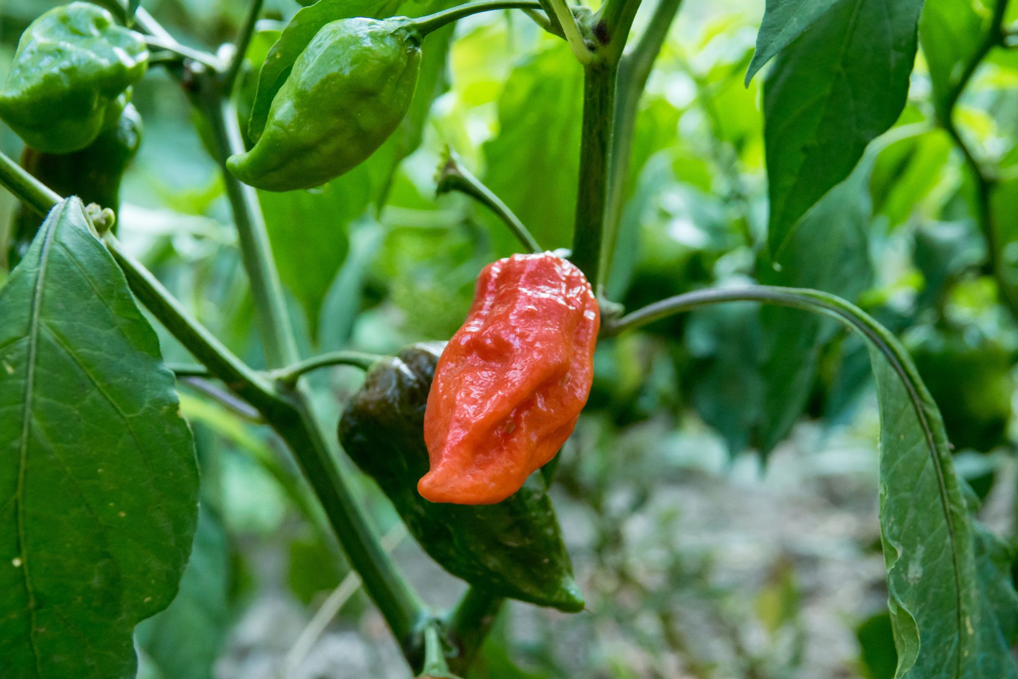Naga Morich peppers on the plant