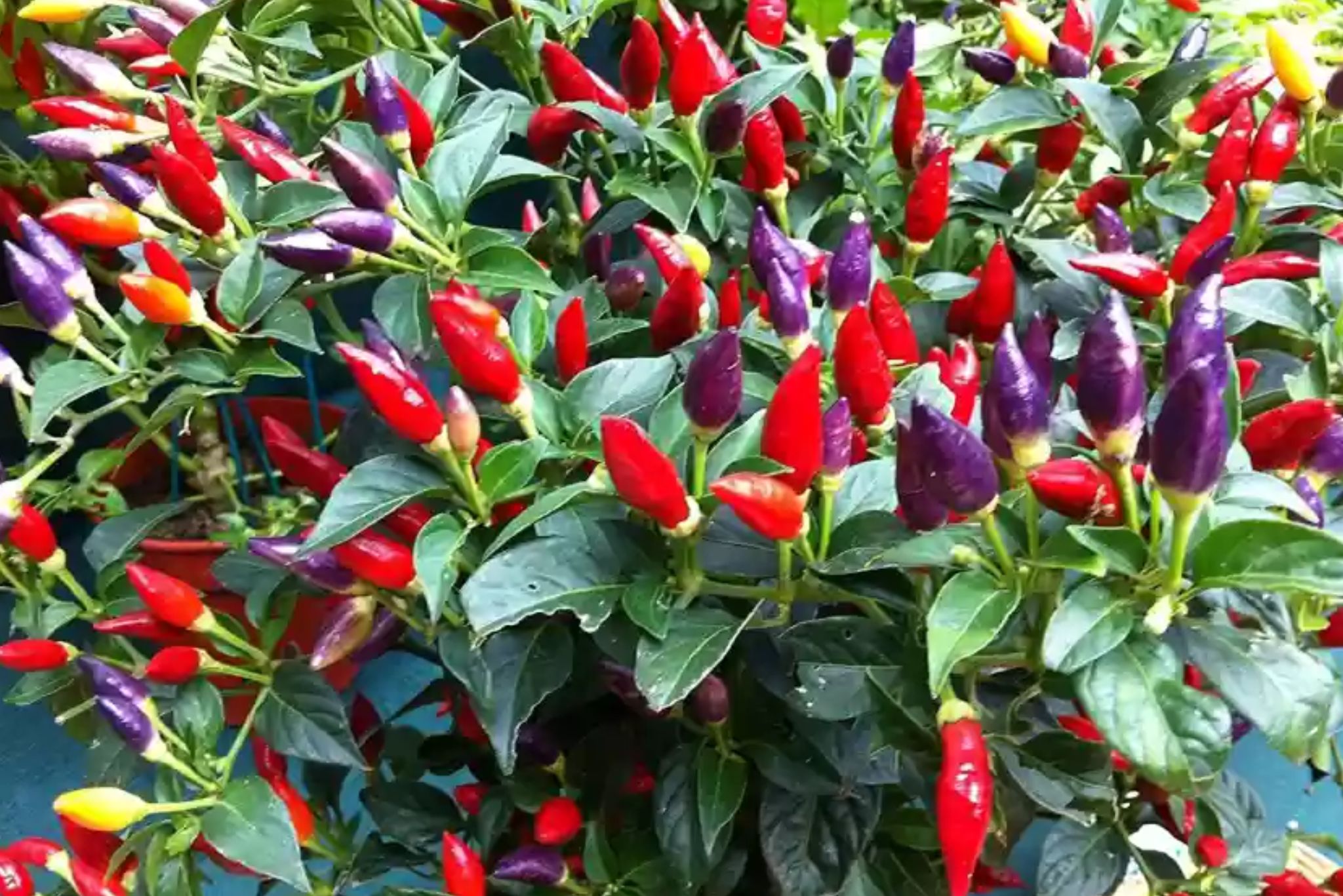 Numex peppers on the plant