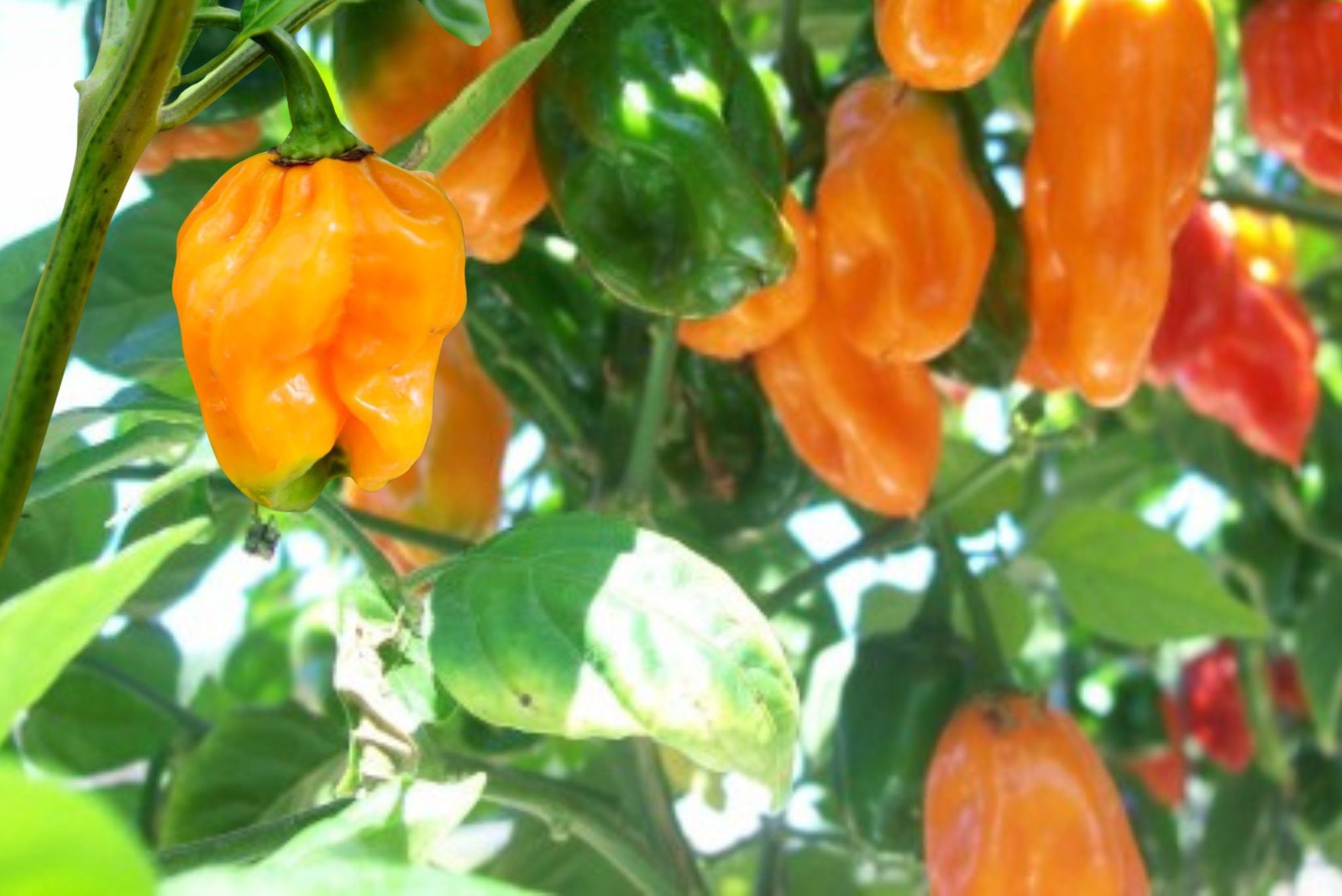 Orange Habanero Chile pepper on the plant