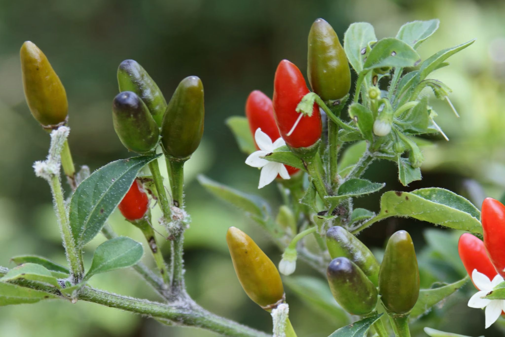 Pequin pepper plant
