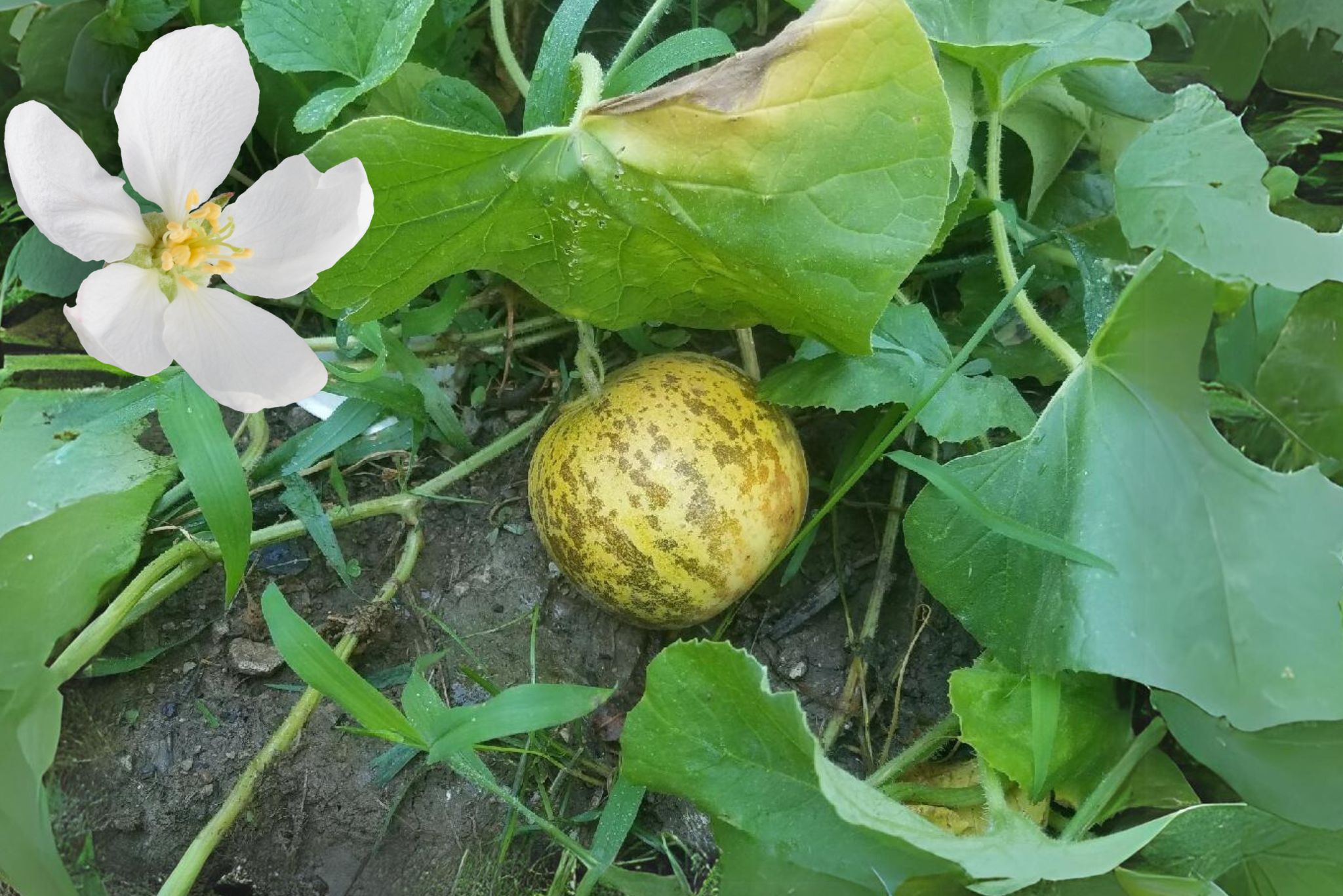 Tigger melon