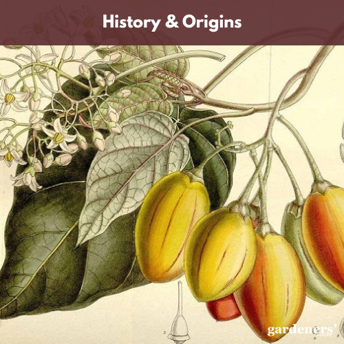 History and Origin of Red Tamarillos