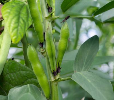 Black beans plant