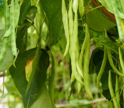 Bush bean plant