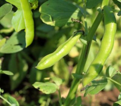 Fava beans plant