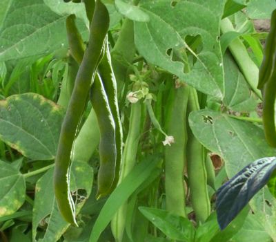 Kidney beans plant