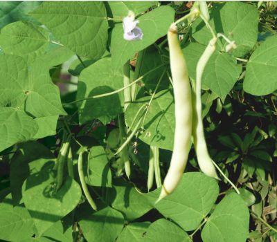Pinto beans plant
