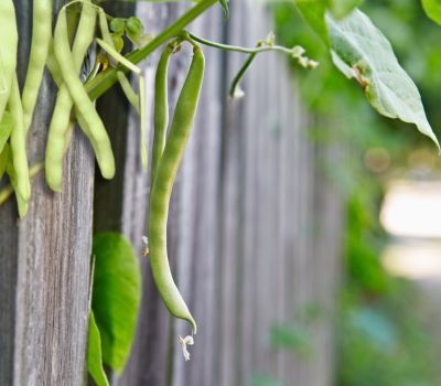 Pole beans hanging from the plant