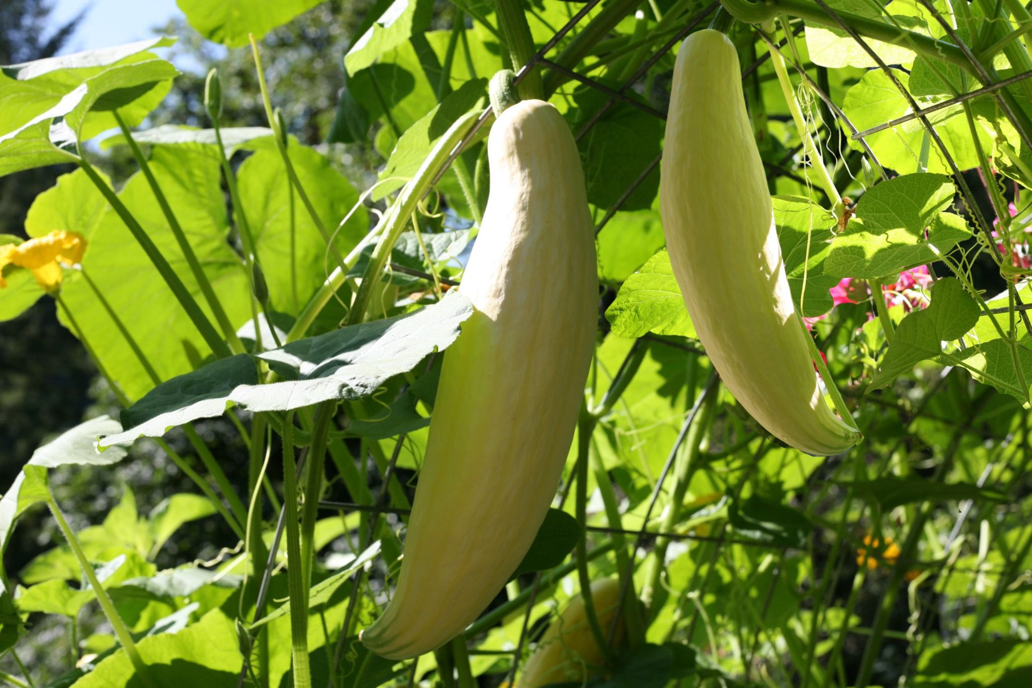 Two candy roaster squash on its plant