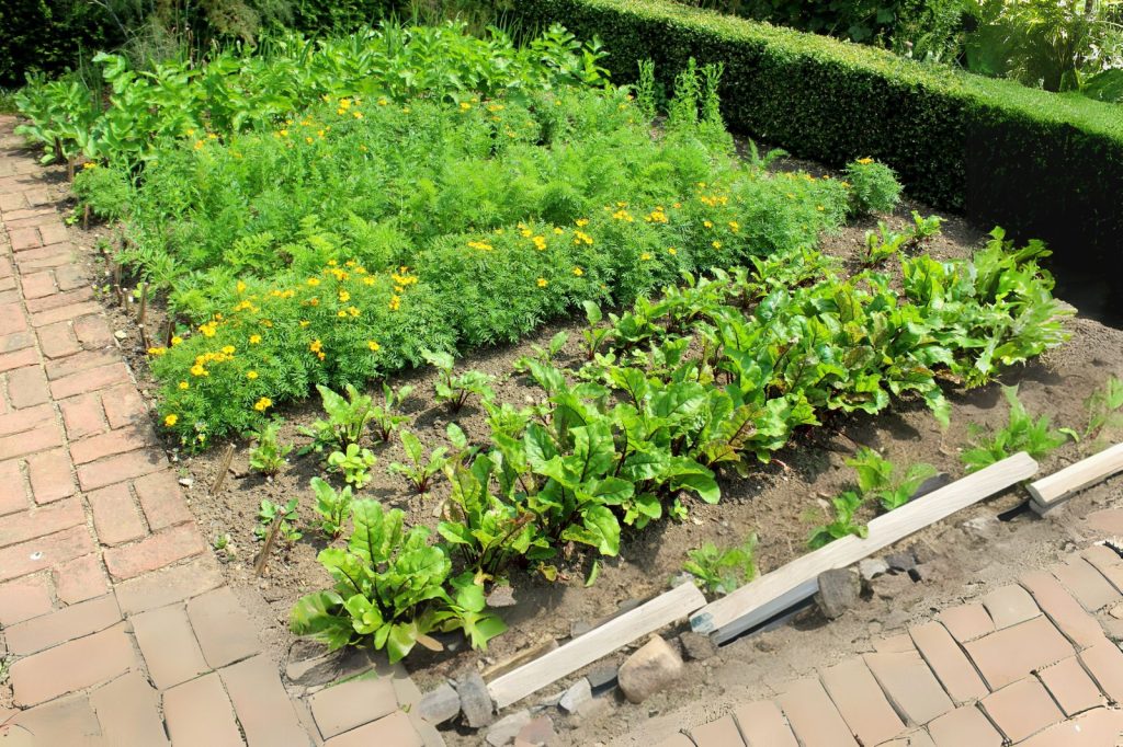 Companion planting vegetable garden layout