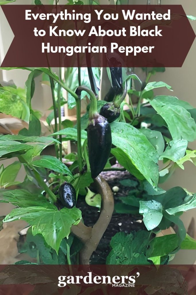 Black 
Hungarian pepper plant