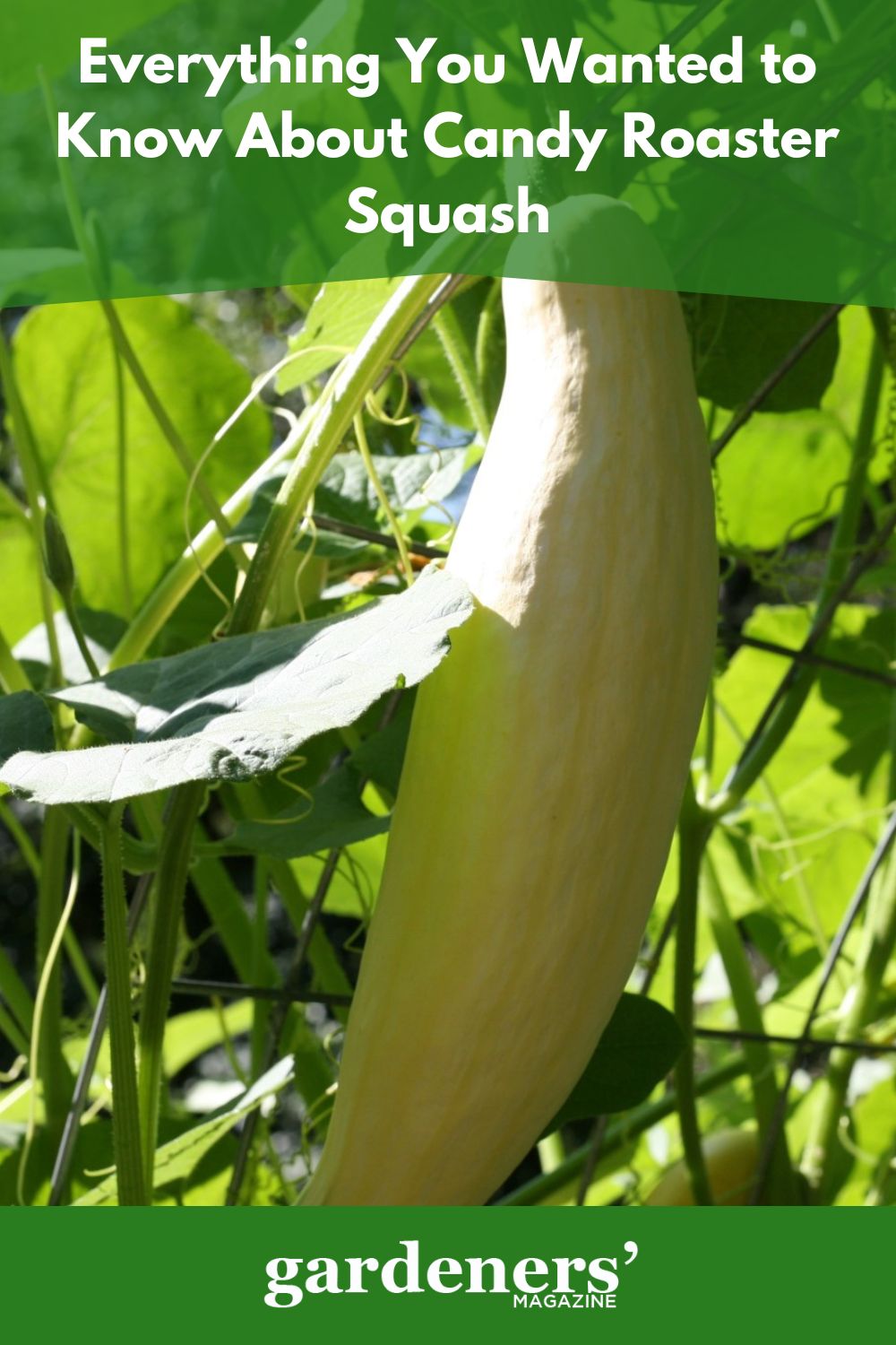 Everything You Wanted To Know About Candy Roaster Squash