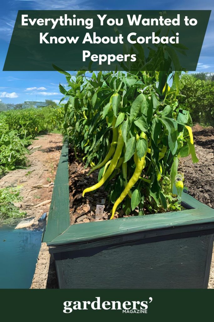 Corbaci pepper plant in a pot
