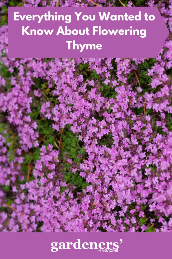 Flowering thyme