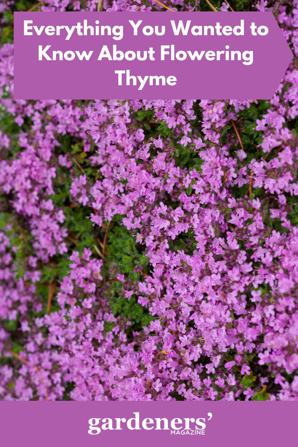 Everything You Wanted To Know About Flowering Thyme