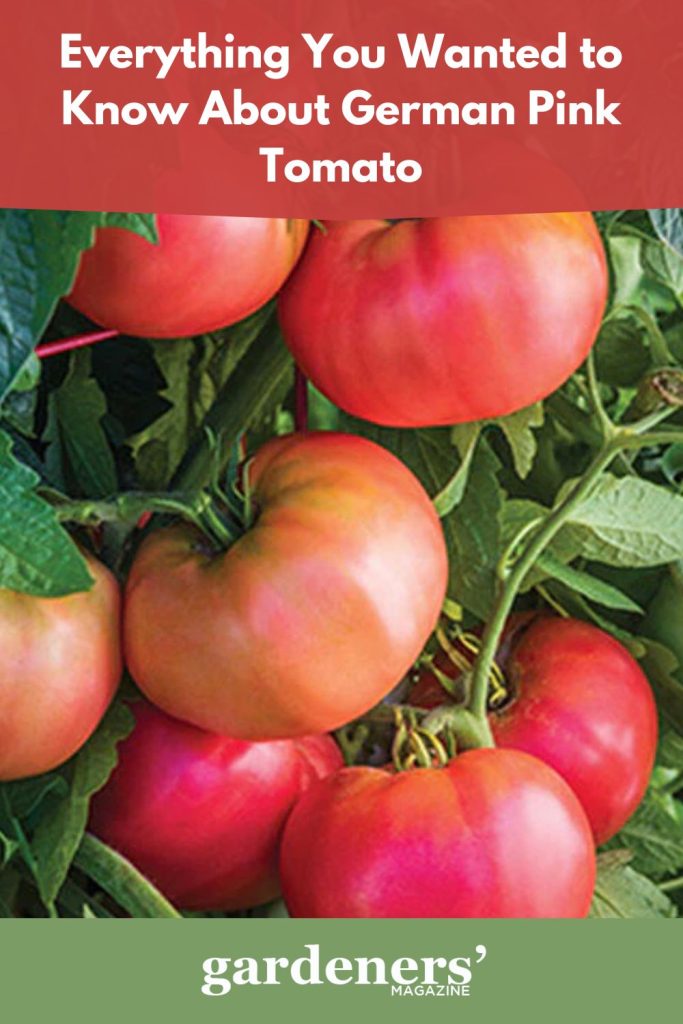 German pink tomato plants