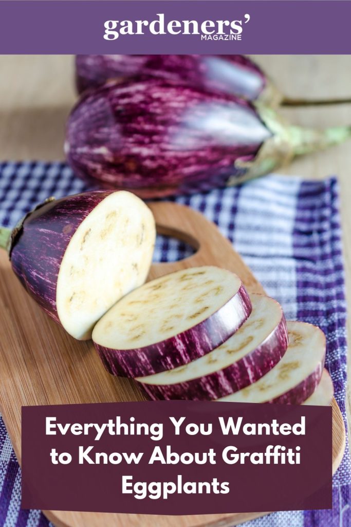 Graffiti eggplants whole and sliced