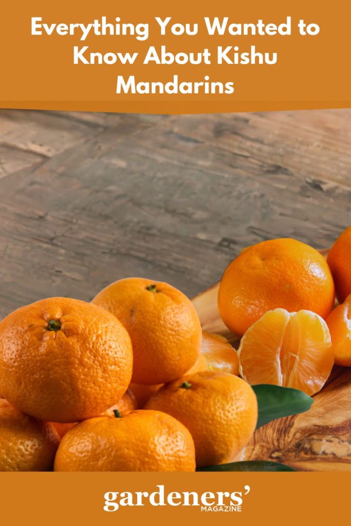 Kishu mandarins