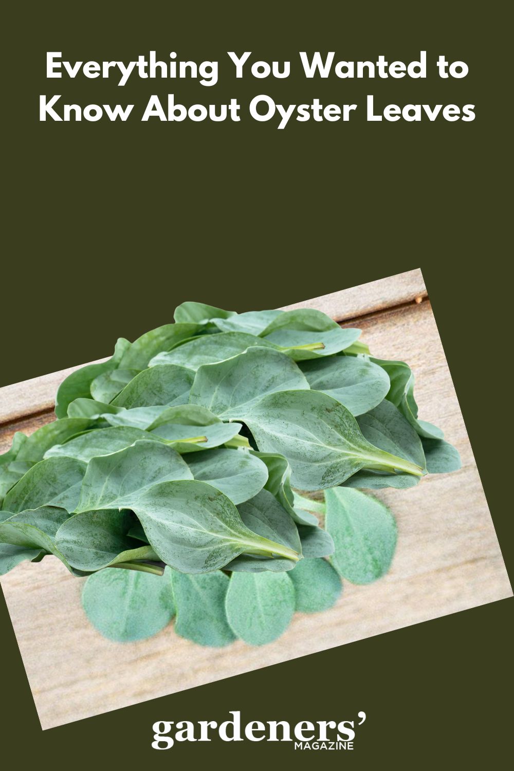 Everything You Wanted To Know About Oyster Leaves