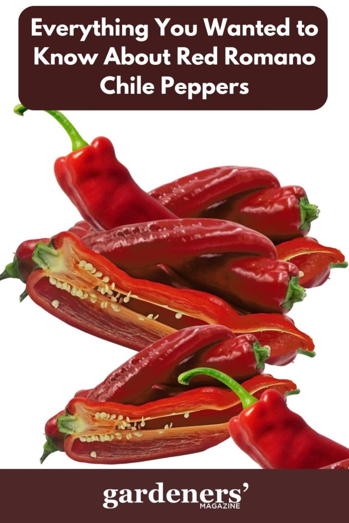 Red Romano chile peppers