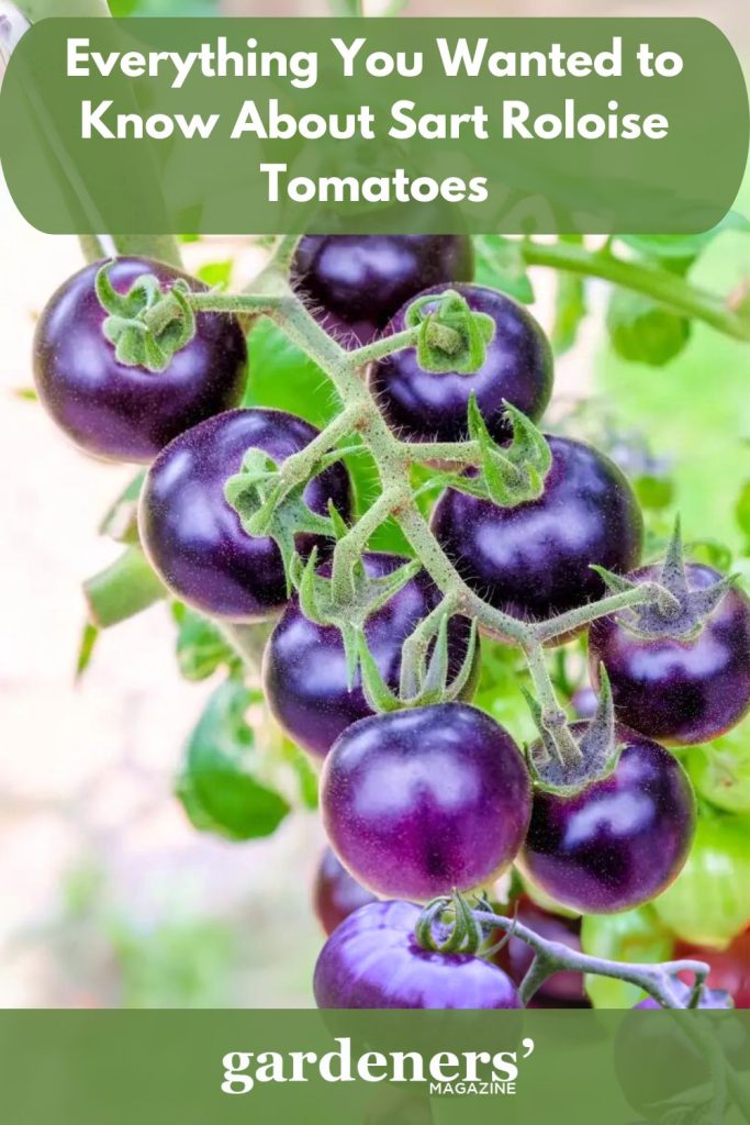 Sart Roloise tomato plant