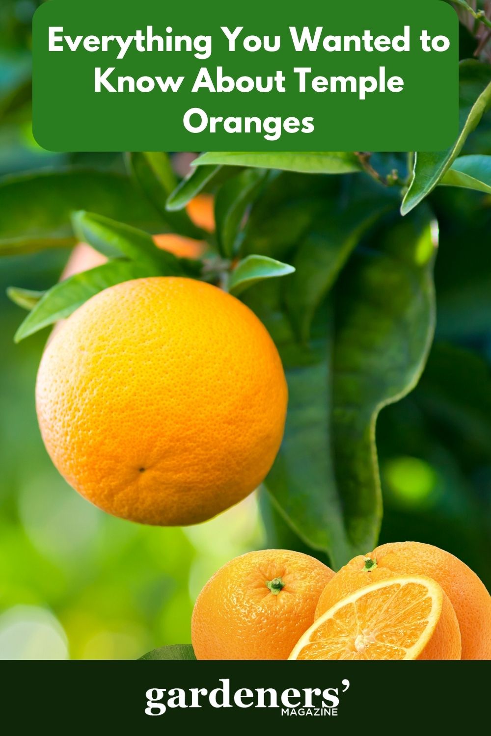 Everything You Wanted To know About Temple Oranges