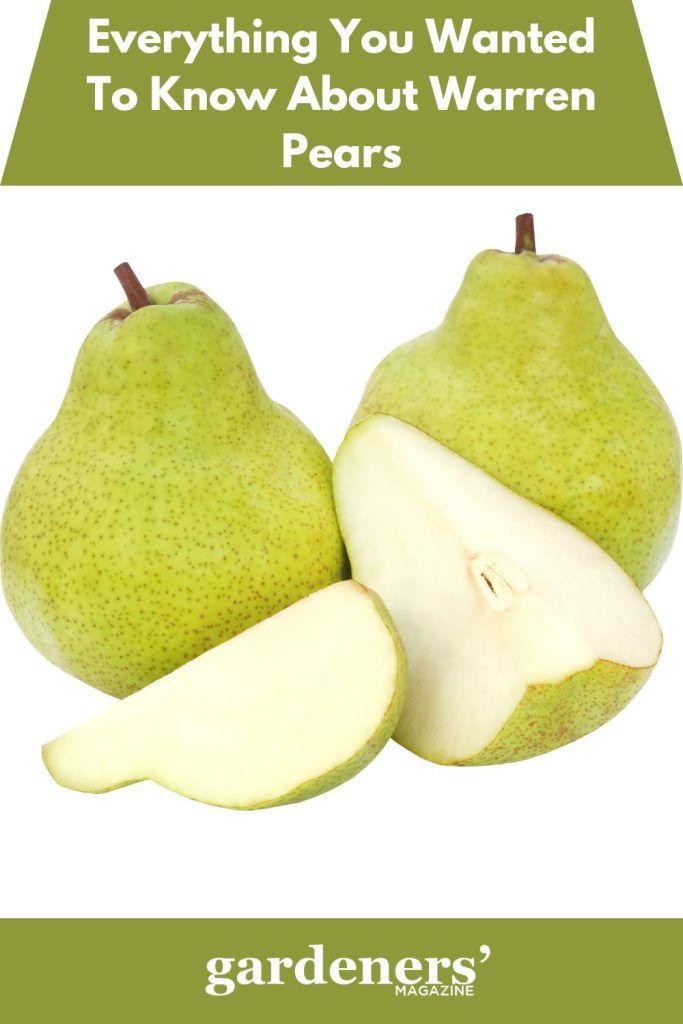 warren pears