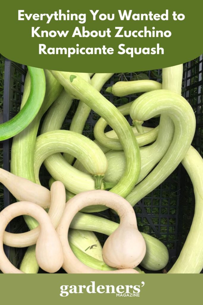 Harvested Zucchino Rampicante squash