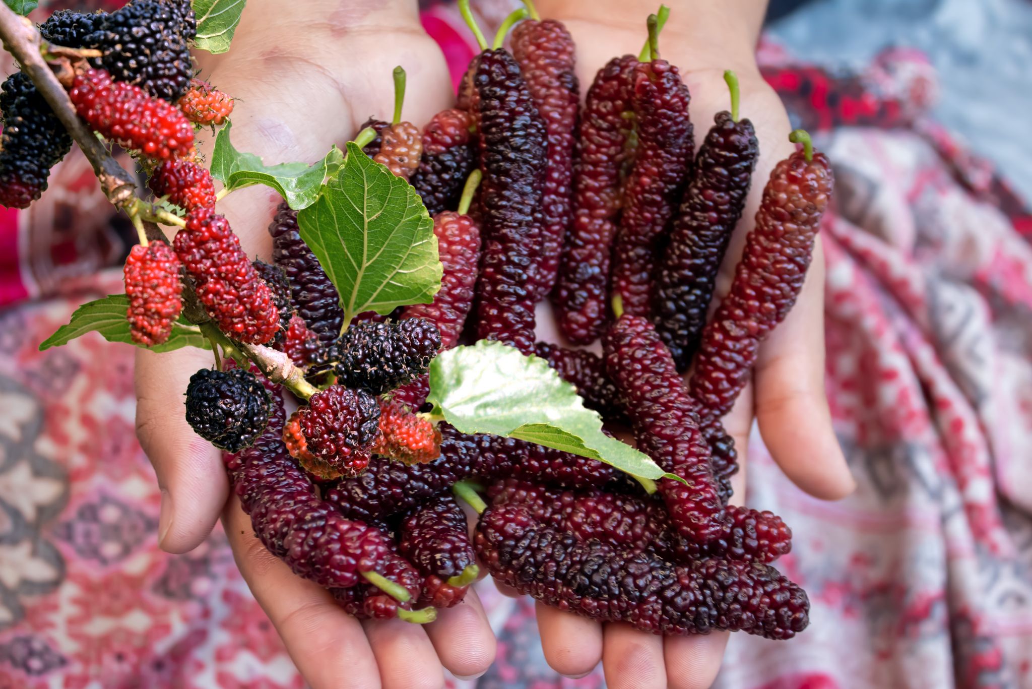 Harvested Pakistan mulberries