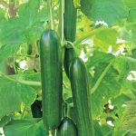 Persian cucumber plant