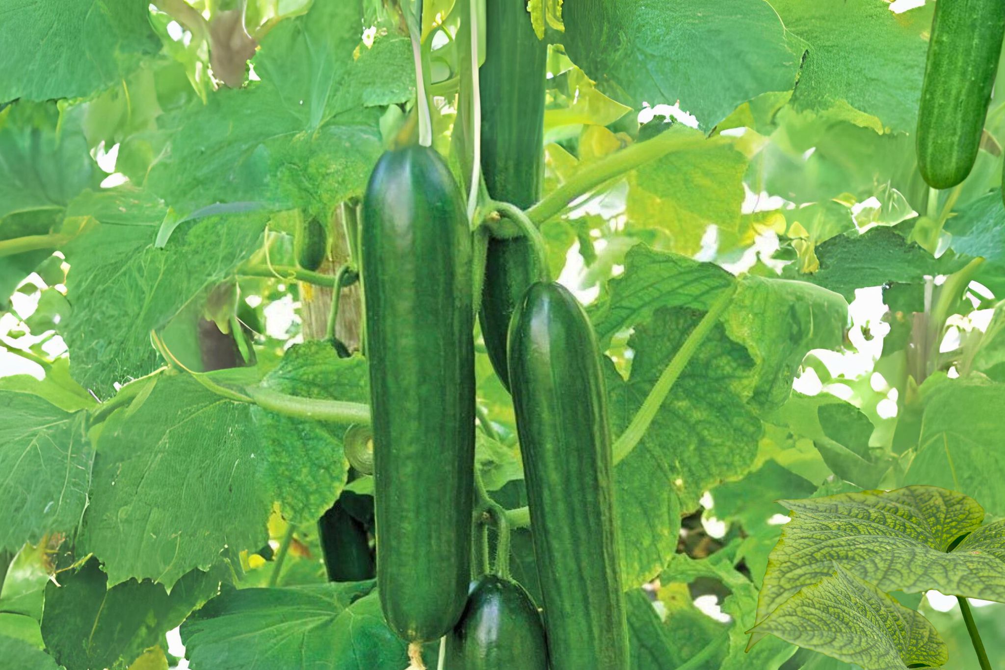 Persian cucumber plant