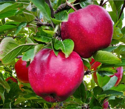 Pink lady apple variety