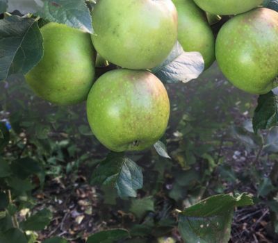Pippin apple variety