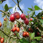 Ripe Red Tamarillos on the tree
