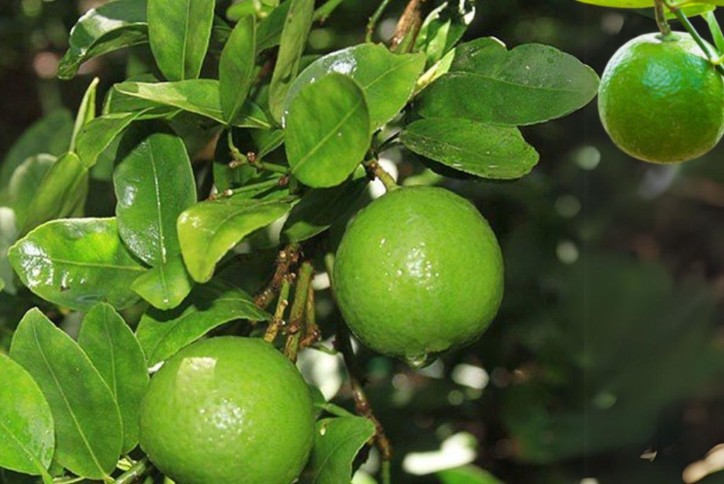 Everything You Wanted To Know About Sweet Limes