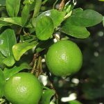 Sweet lime