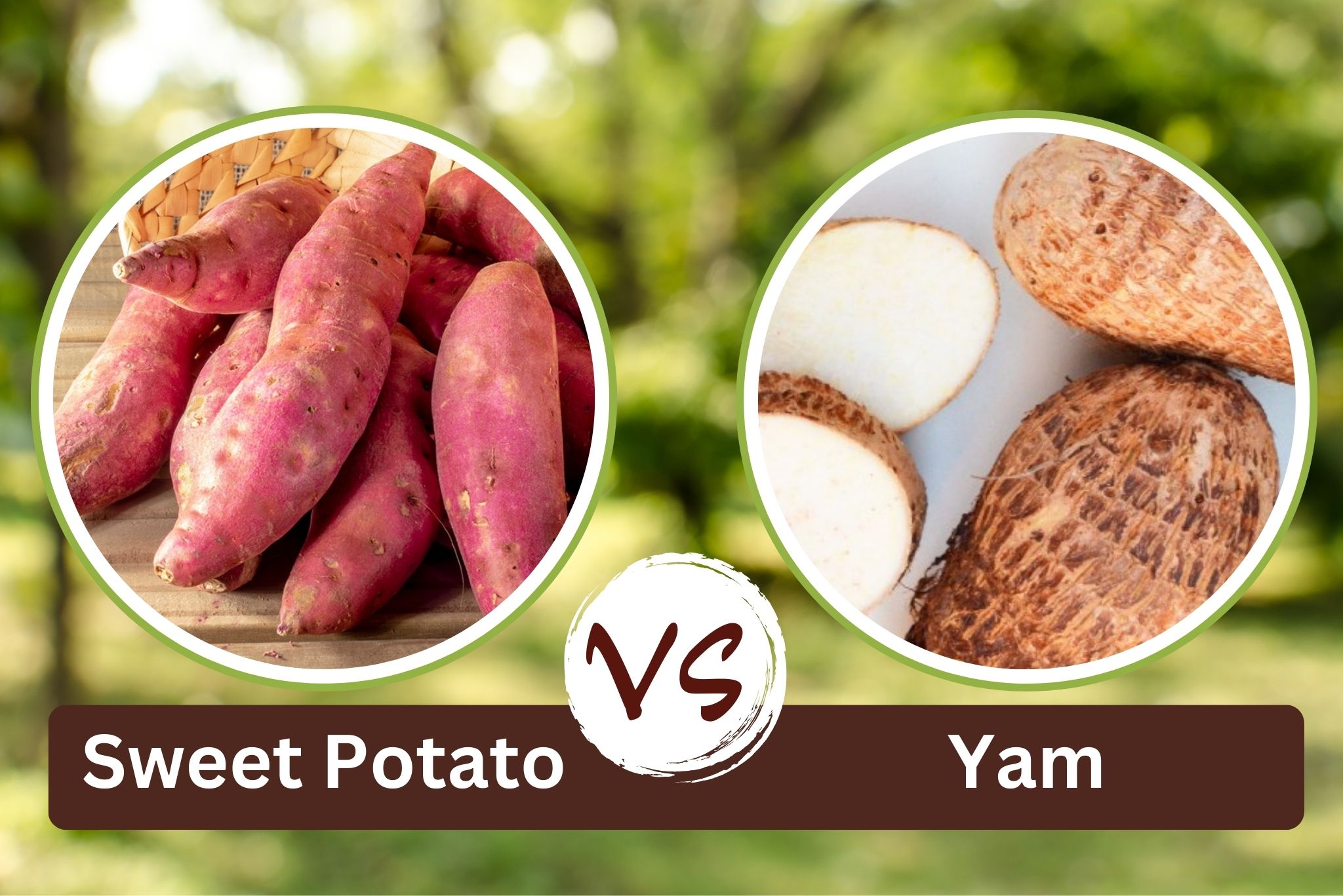 Sweet potato vs yam