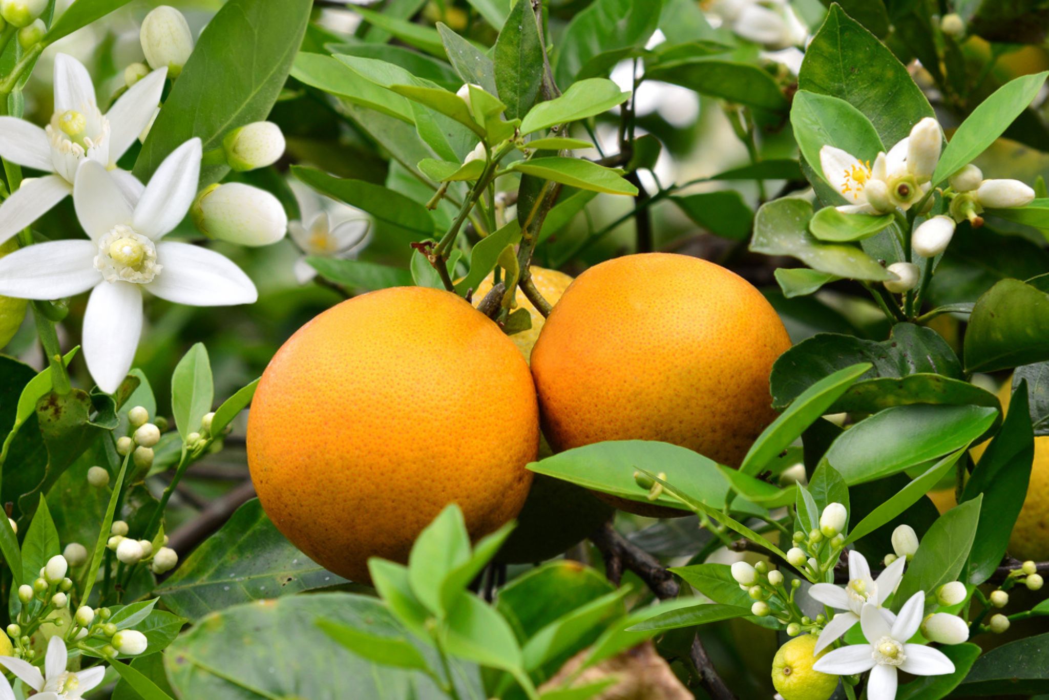 Temple Oranges ripe