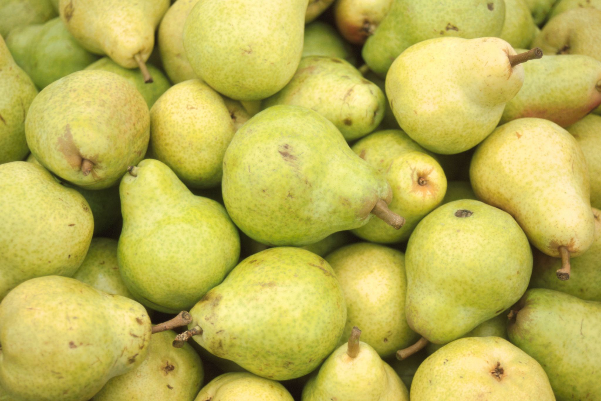 Harvested Warren pears