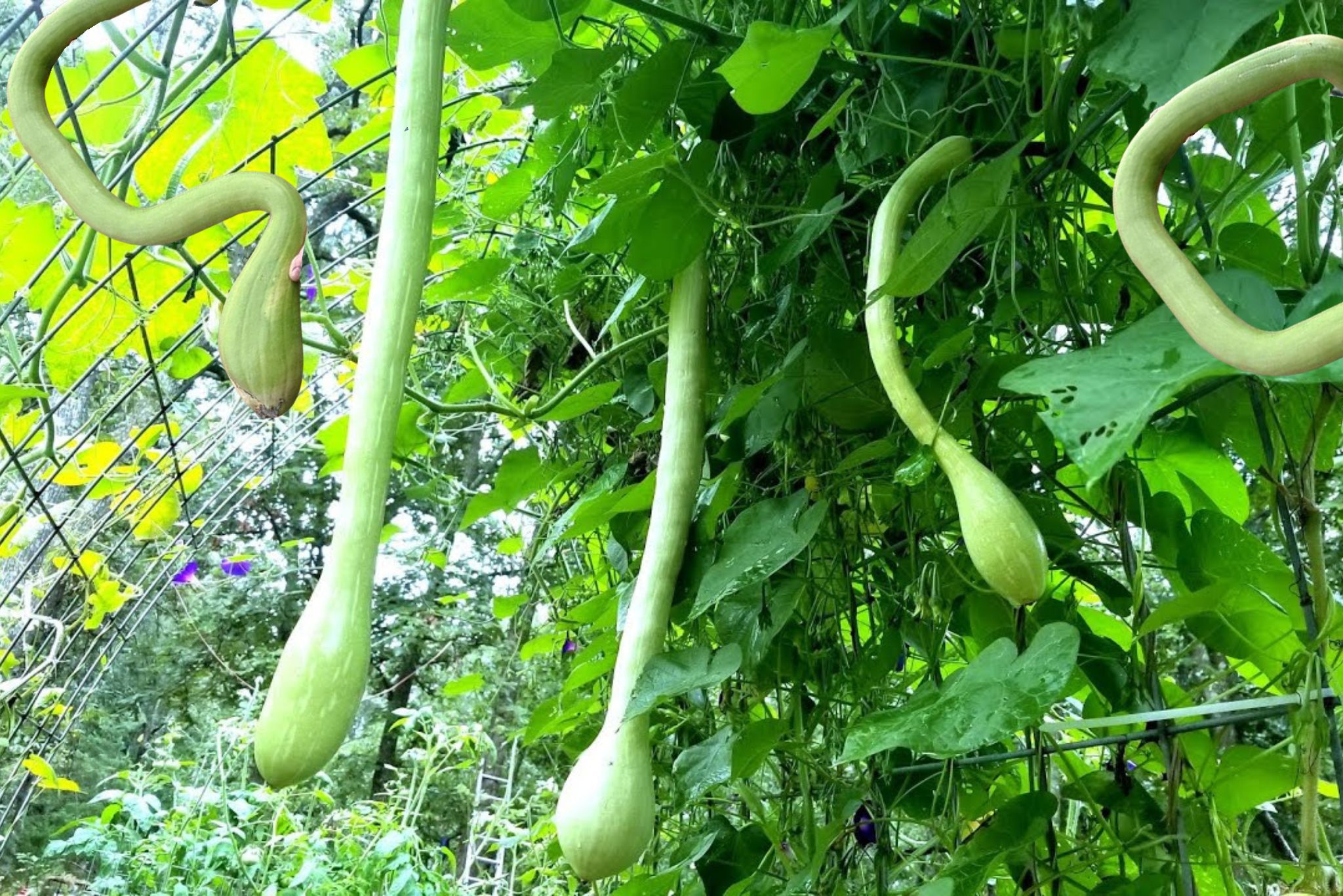 Zucchino Rampicante Squash plant
