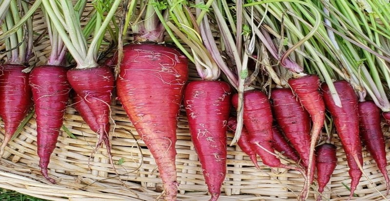 
A bunch of dragon carrots, displaying their deep purple exterior and vibrant orange core, offering a sweet and spicy flavor profile.