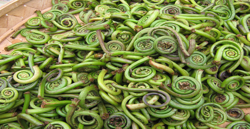 A bunch of freshly harvested fiddlehead ferns, showcasing their unique spiral shape and vibrant green color.




