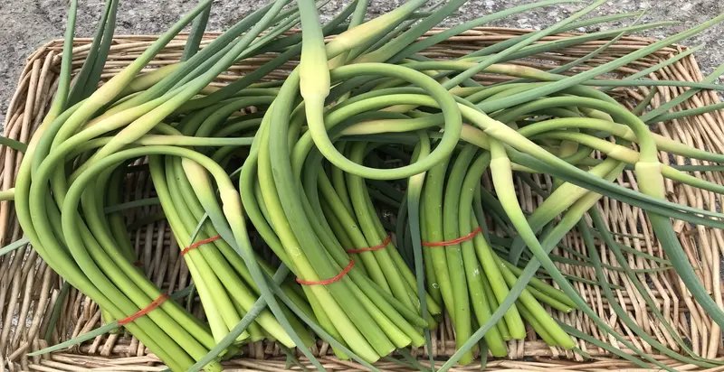 Curly, green garlic scapes with delicate buds on the ends, arranged in a bunch, showcasing their unique shape and fresh appearance.




