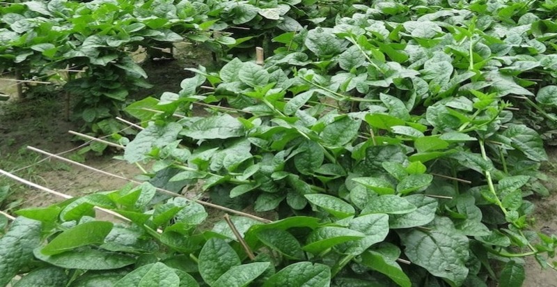 Lush Malabar spinach leaves, with their glossy, deep green appearance, climbing eagerly up a support, ready for harvest.