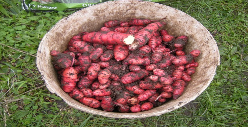 Colorful oca tubers in shades of yellow to pink, showcasing their unique, knobbly shapes.




