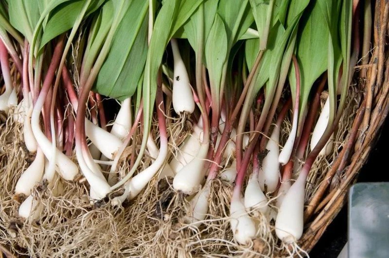 
A cluster of freshly picked ramps, with their broad green leaves and slender white bulbs, embodying the essence of spring foraging.
