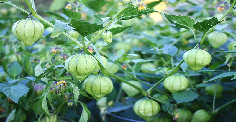 A tomatillo with its vibrant green fruit encased in a delicate, papery husk, hinting at the tangy flavor within.