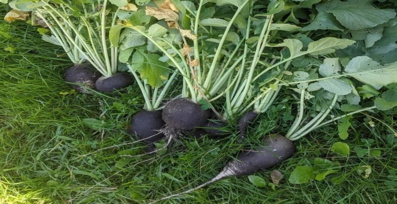 A whole black radish resting on the lush green lawn of a garden, its deep purple to black skin contrasting sharply with the vibrant grass.





