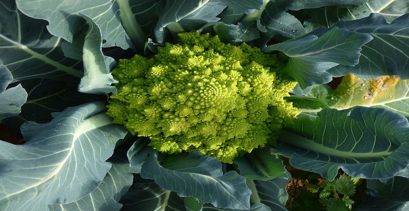 A head of Romanesco broccoli in the garden, showcasing its intricate fractals and vibrant green color, yet to be harvested.